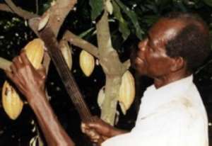 Farmers increase cocoa production